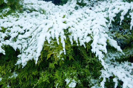 Snow on the branches of a cypress fir treeの写真素材