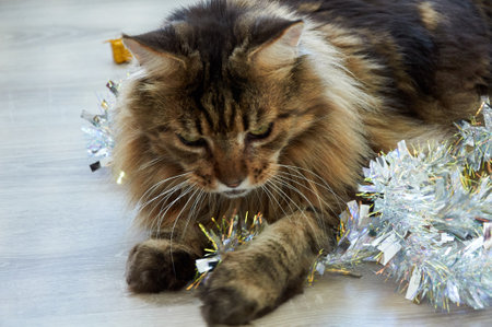 A beautiful Maine Coon cat playing in Christmas tinsel. Christmas kittyの写真素材