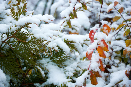 A bush with autumn yellow leaves under snow in close-up. Natural backgroundの写真素材