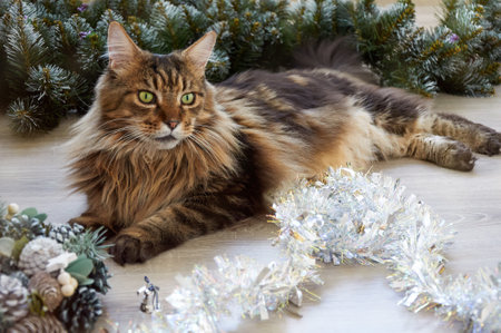 A beautiful Maine Coon cat is lying in Christmas tinsel. Christmas kittyの写真素材