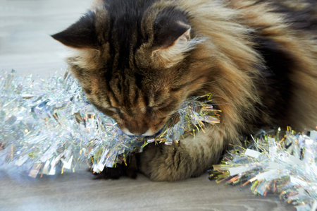 A beautiful Maine Coon cat playing in Christmas tinsel. Christmas kittyの写真素材