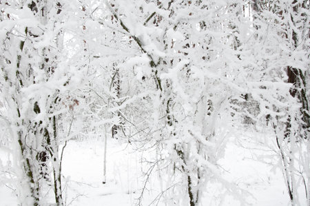 Branches of plants in the winter forest covered with snow and frostの写真素材