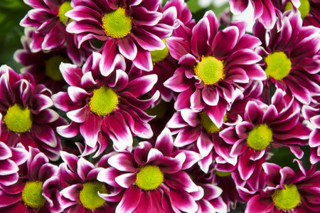 Beautiful purple flowers close-up. Bouquet for the holidayの写真素材