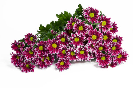Beautiful purple flowers close-up on a white background. Isolate. Bouquet for the holidayの写真素材