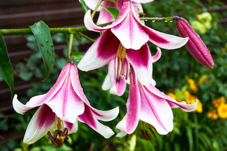 Beautiful lilies close-up in the garden. Close up white pink Lilly blooming in the gardenの写真素材
