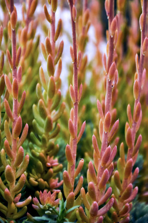 Beautiful Sedum close-up. Landscape design plantの写真素材