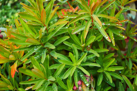 Beautiful leaves. Rain Drops Red Tip Flowers. Wood Spurge in natureの写真素材