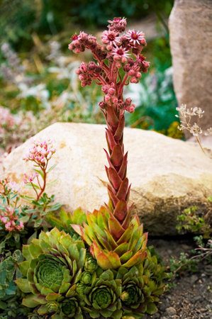 Flowering stone rose Sempervivum in landscape design.の写真素材