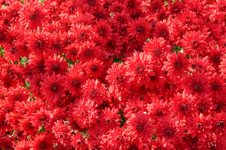 Full-frame background of red garden chrysanthemums in autumnの写真素材