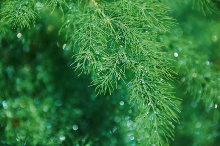 Raindrops on a green asparagus bush on a sunny summer day close-up.