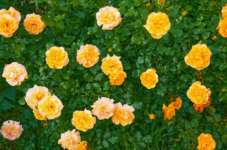 Bush of yellow roses in the garden. Beauty and tenderness. Natureの写真素材