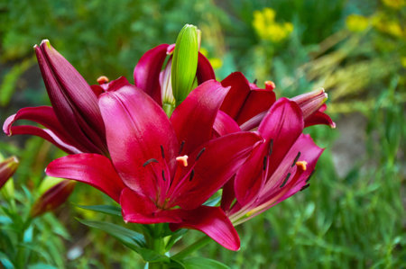Maroon lilies in the garden close-up. Selective focusの写真素材