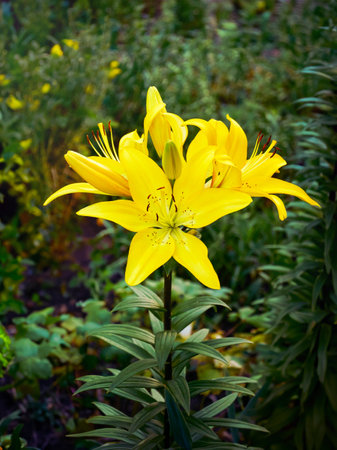 Yellow lilies in the garden close-up. Selective focusの写真素材