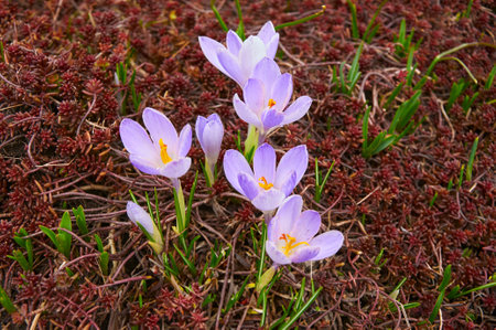 Purple crocus flowers in the garden. Early spring..の写真素材