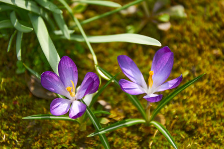 Purple crocus flowers in the garden. Early spring..の写真素材