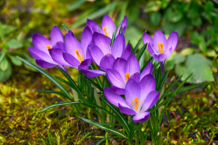 Purple crocus flowers in the garden. Early spring..の写真素材