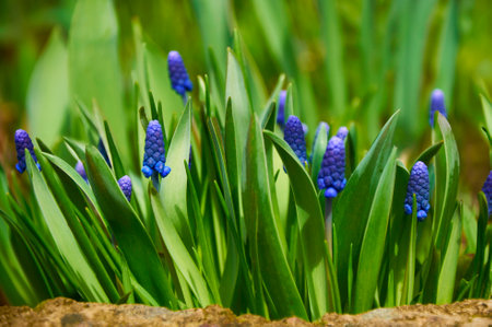 Close-up of blue moscari flowers in the garden in spring on a sunny dayの写真素材
