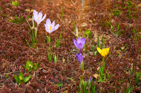 Purple and yellow crocus flowers in the garden. Early spring..の写真素材