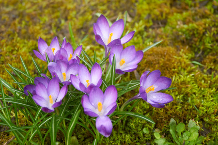Purple crocus flowers in the garden. Early spring..の写真素材