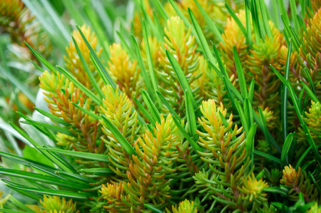 Sedum in Nature. Natural background of green sedumの写真素材