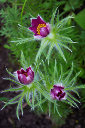 Pulsatilla vulgaris Lumbago flowering in the garden. Dream-grass flowers blooming in the spring.の写真素材