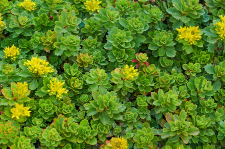 Sempervivum montanum flowers and Wood Spurge in the rock gardenの写真素材