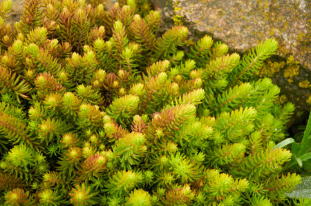 Sedum in Nature. Natural background of green sedumの写真素材