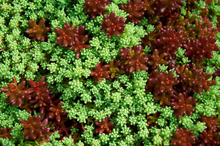 Sedum in Nature. Natural background of green sedumの写真素材
