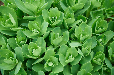 Green ornamental plant succulents Sedum prominent. Ornamental autumn garden plantの写真素材
