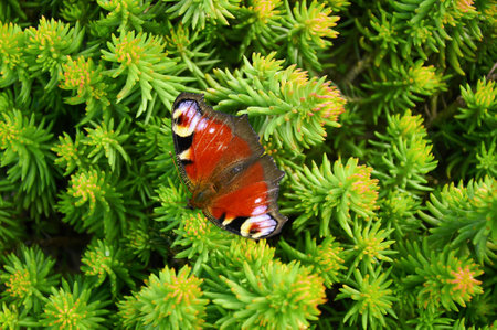 Close up of a bright butterfly sitting on a green sedum plant in a garden. Butterfly in the garden, summer time.の写真素材