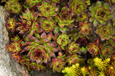 Sedum and Sempervivum stone rose in natureの写真素材