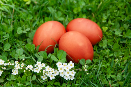 Easter eggs on green grass with white flowers in the background.の写真素材