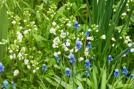 Field white and blue flowers in green grass. Floral backgroundの写真素材