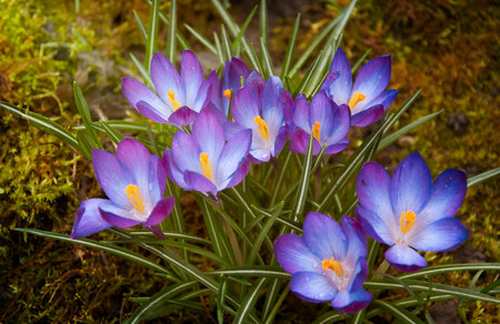 Purple crocus flowers in the garden. Early spring..の写真素材