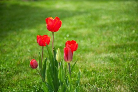 Red tulips on green grass background. Spring flowers in the garden.の写真素材