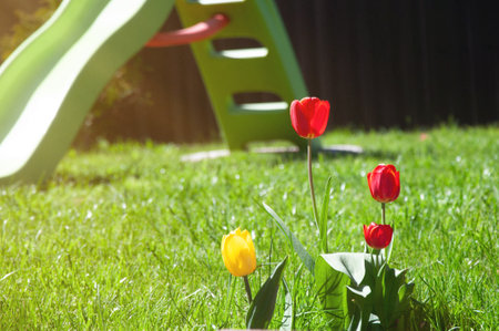 Red and yellow tulips on green grass in garden near children's slide.