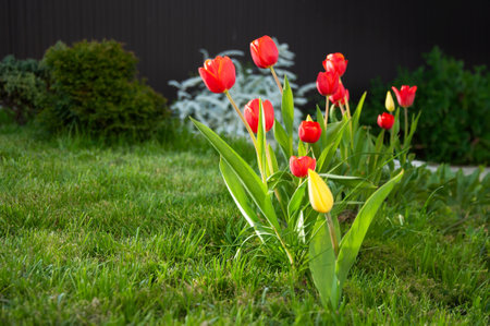 Red tulips on green grass in the garden. Spring flowers.の写真素材