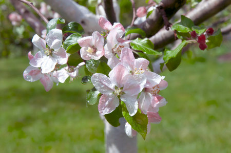 Blooming fruit tree. Pink Cherry Blossom flower on a warm spring dayの写真素材