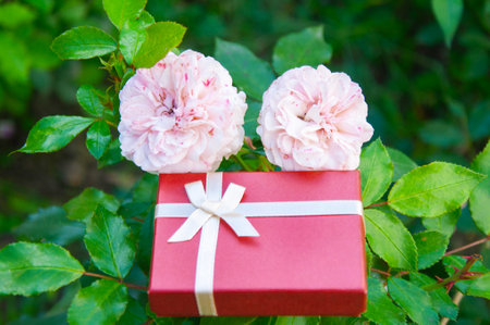 Gift box with pink roses and green leaves on the background.の写真素材