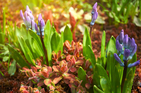 Purple hyacinths Hyacinthus orientalis in the garden. Blooming in early spring.の写真素材