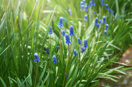 Spring Flowers of Muscari armeniacum among green grass in a spring garden in sunlightの写真素材