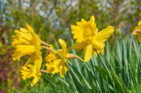 Yellow daffodils in the garden. Springtime flowers.の写真素材