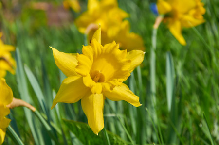 Yellow daffodils in the garden. Springtime flowers.の写真素材