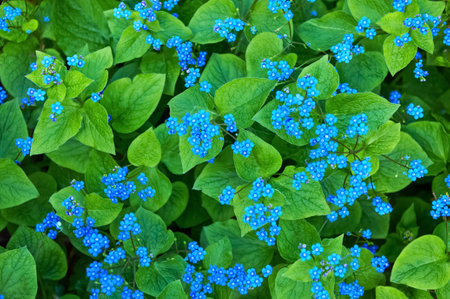 Blue spring flowers. Myosotis sylvatica spring flowering season. Floral background