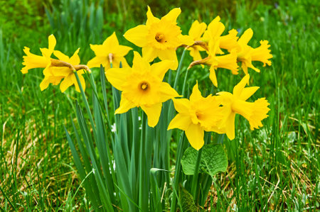 Yellow daffodils in the garden. Springtime flowers.の写真素材