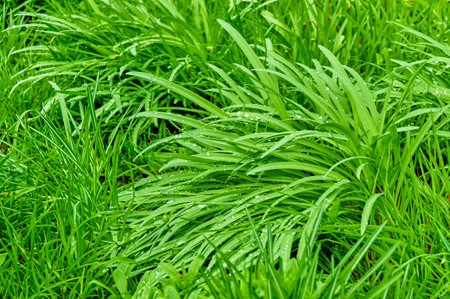 Juicy green grass with dew drops. Grass after the rain close-up.の写真素材