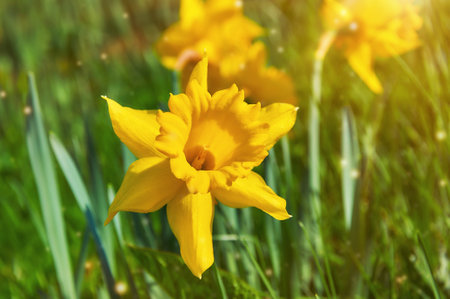Yellow daffodils in the garden. Springtime flowers.の写真素材