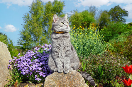 Tabby gray cat sitting on a stone near spring flowers in the garden. Pets walking outdoor adventure. cat close up. The cat looks at the cameraの写真素材
