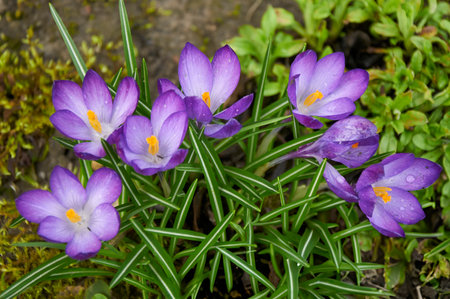 Purple crocus flowers in the garden. Early spring..の写真素材