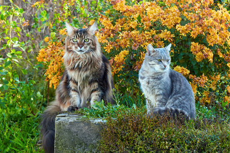 Two cats sitting on the grass near the bush of yellow chrysanthemums in the garden. Maine Coon cat and gray catの写真素材